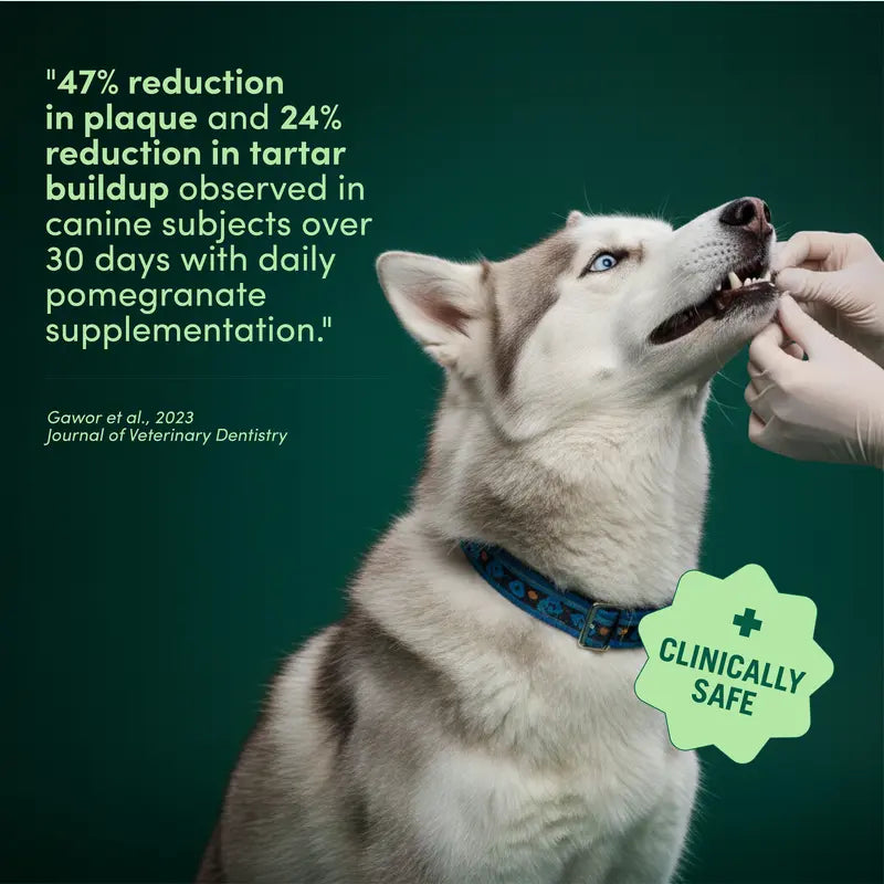 Buddy Breath Dog Dental Powder