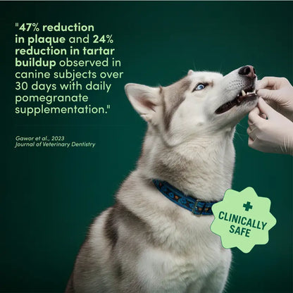 Buddy Breath Dog Dental Powder